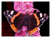 Red Admiral Butterfly