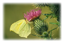 Brimstone Butterfly (Gonepteryx rhamni)