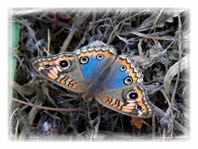 Tropical Buckeye (Junonia genoveva hilaris)