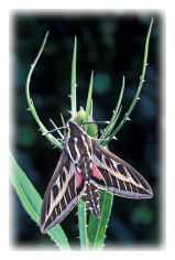 Striped Hawk-moth (Hyles livornica)