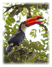 Toco Toucan (Ramphastos toco)