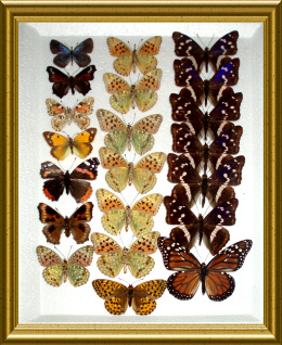 An attractive butterfly display created by Nigel South