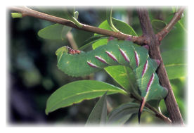 Privet Hawk-moth Caterpillar
