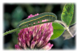 Clouded Yellow Butterfly Caterpillar on Red Clover