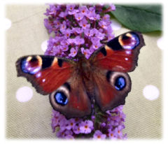 Peacock Butterfly