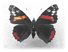 Pinned Butterfly