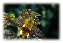 Broad-bordered Bee Hawk-moth (Hemaris fuciformis)