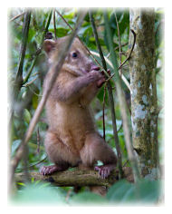 Young Coati (Nasua nasua)