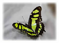 Malachite Butterfly (Siproeta stelenes)