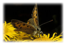 Small Copper Butterfly (Lycaena phlaeas)