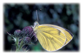 Green-veined White Butterfly on Dandelion