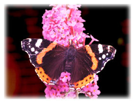 Red Admiral Butterfly on Buddleia