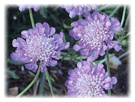 Scabious