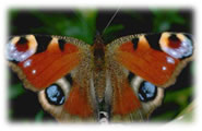 Peacock Butterfly